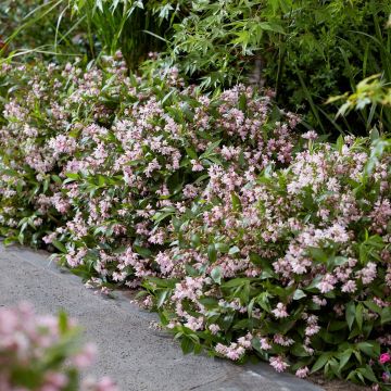 Deutzia gracilis Pink Carpet