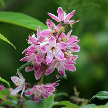 Deutzia Strawberry Fields
