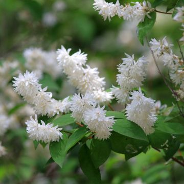 Deutzia magnifica