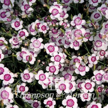 Sementes de Dianthus deltoides Arctic Fire