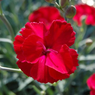 Dianthus Fusilier
