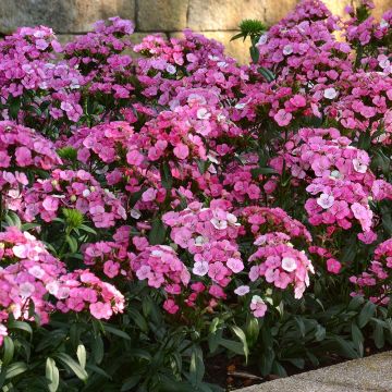 Dianthus barbatus Jolt Pink Magic