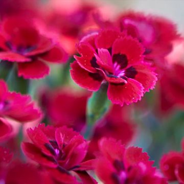 Dianthus Merci Fleuri