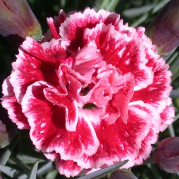 Dianthus plumarius