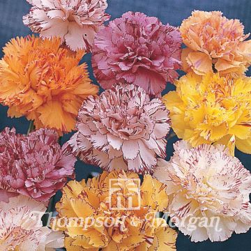 Sementes de Dianthus caryophyllus Listrado e Picotee mistas para florista