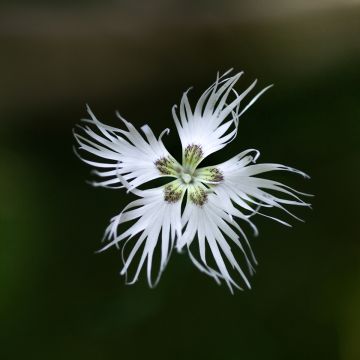 Dianthus arenarius Dianthus arenarius