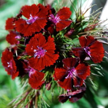 Cravo-dos-poetas Oeschberg - Dianthus barbatus