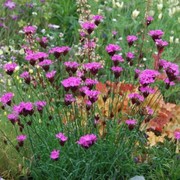 Dianthus carthusianorum