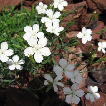 Sementes de Dianthus deltoides Albiflorus