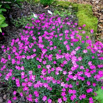 Dianthus deltoides