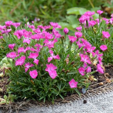 Dianthus gratianopolitanus Kahori