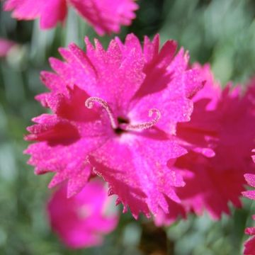 Dianthus gratianopolitanus Splendens
