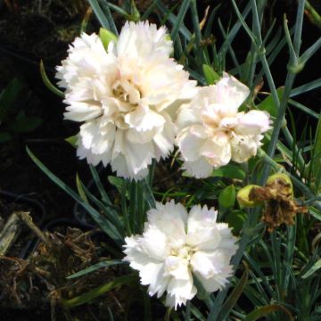 Dianthus plumarius Devon Cream