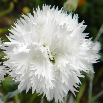 Dianthus plumarius Flore Pleno Albus