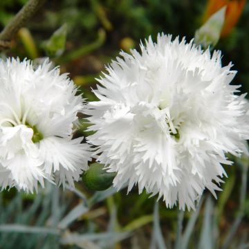 Dianthus plumarius Haytor white
