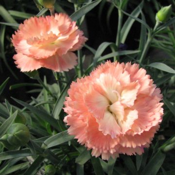 Dianthus plumarius Helen