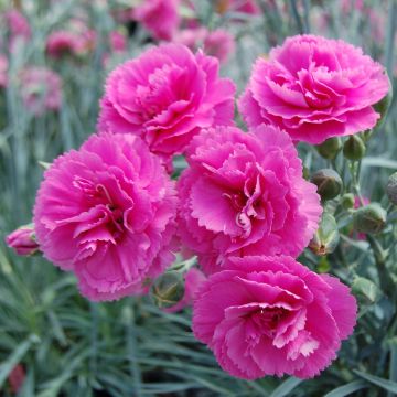Dianthus plumarius Lily the Pink