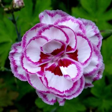 Dianthus plumarius Moulin Rouge (Pink Bicolour)