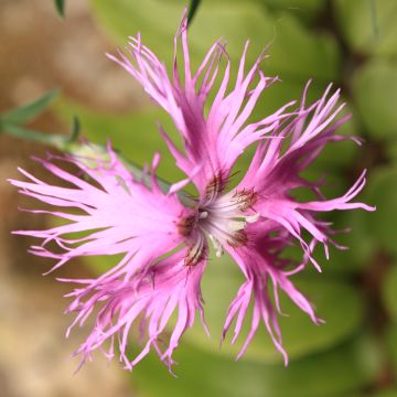 Dianthus superbus Primadonna