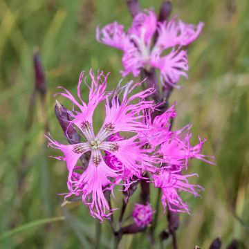 Dianthus superbus Primadonna Dianthus superbus Primadonna