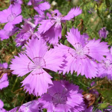 Sementes de Dianthus amurensis Amur Pink 'Siberian Blues'