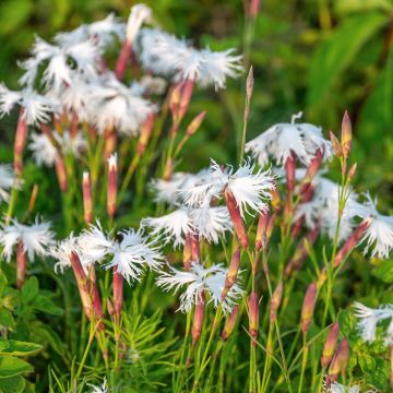 Dianthus Berlin Snow