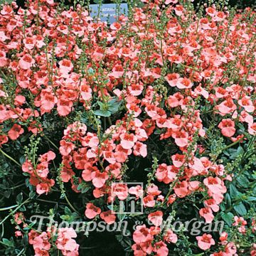 Diascia barberae Apricot Queen em sementes