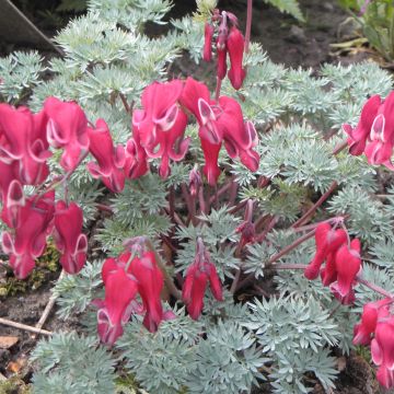 Dicentra Burning Hearts®