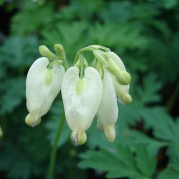 Dicentra formosa Aurora