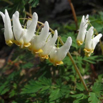 Dicentra cucullaria