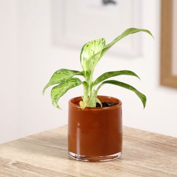 Dieffenbachia seguine Crocodile