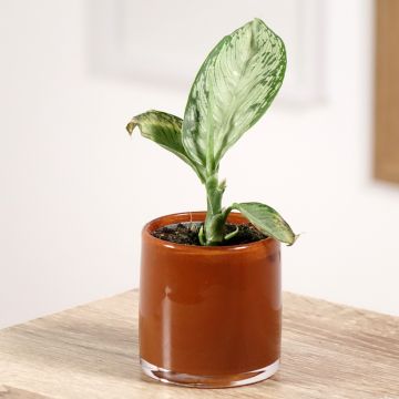 Dieffenbachia seguine Tropic Snow