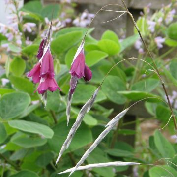 Dierama Blackbird