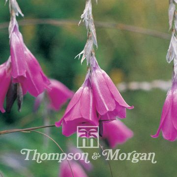 Dierama pulcherrima Slieve Donard Hybrids em sementes