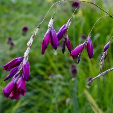 Dierama Dark Cerise