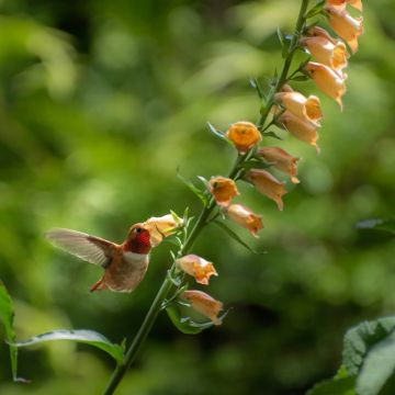 Digitalis híbrida Goldcrest
