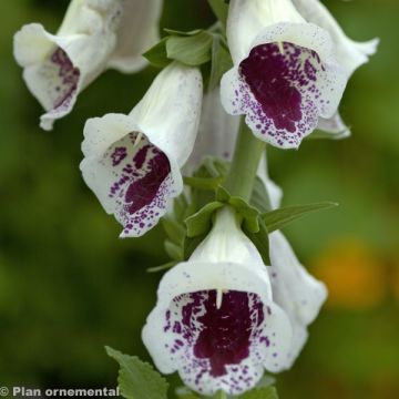 Digitalis purpurea Pam's Choice