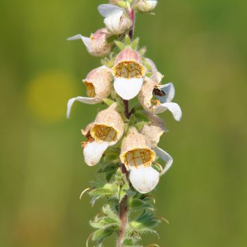 Digitalis lanata Café Crème