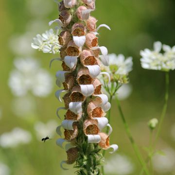Dedaleira Lanosa Bicolor