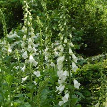 Digitalis purpurea Alba