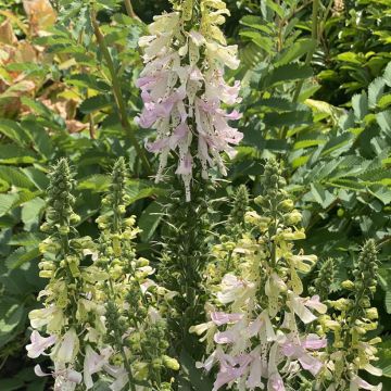 Digitalis Apple Blossom