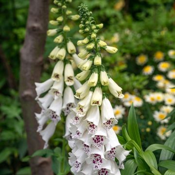 Sementes de Digitalis Dalmatian White F1