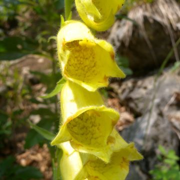 Digitalis ciliata
