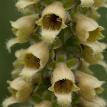 Digitalis ferruginea Gigantea