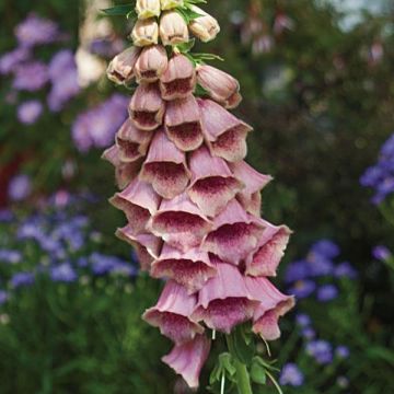 Digitalis × mertonensis