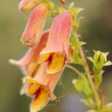 Digitalis obscura