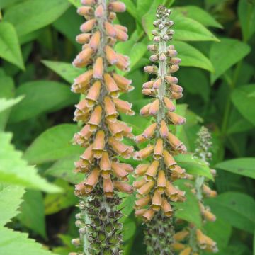 Digitalis parviflora