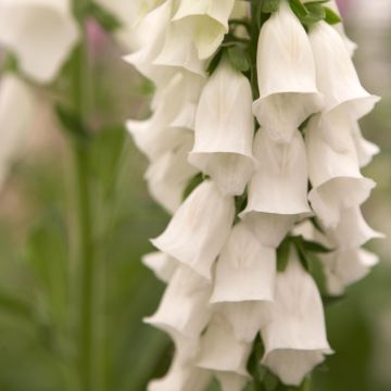 Digitalis purpurea Snow Thimble