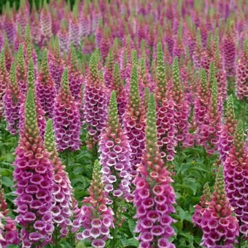 Digitalis purpurea Candy Mountain em sementes
