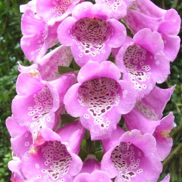 Digitalis purpurea subsp. nevadensis